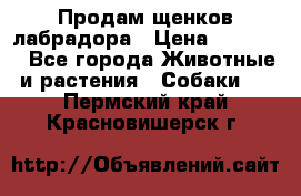 Продам щенков лабрадора › Цена ­ 20 000 - Все города Животные и растения » Собаки   . Пермский край,Красновишерск г.